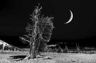 Moon over the Bristlecone Pine, B&W-3869 Moon over the Bristlecone Pine, B&W-3869